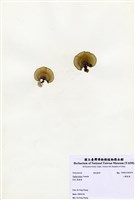 藏品(小團扇藻)的圖片